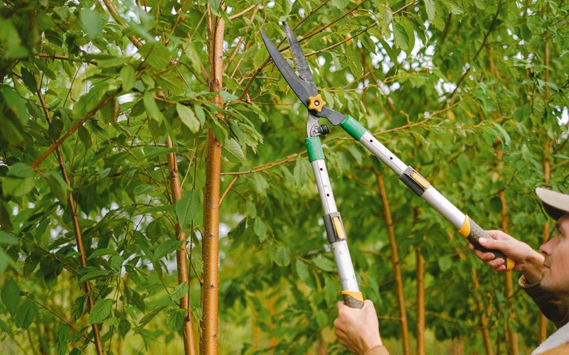 Tree trimming in Castle Rock, WA